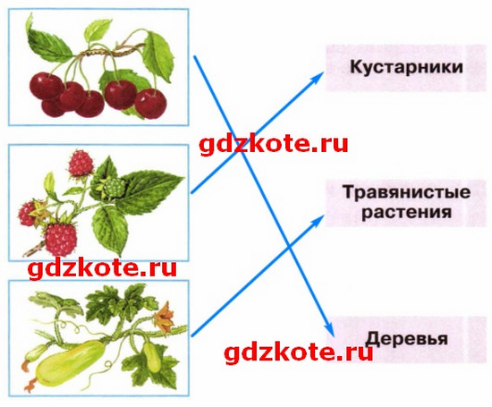 Сорта культурных растений 2 класс рабочая тетрадь